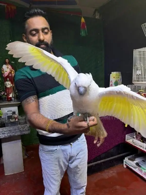 Umbrella Cockatoo Bird