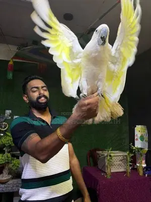 Umbrella Cockatoo Bird
