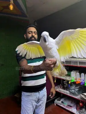 Umbrella Cockatoo Bird