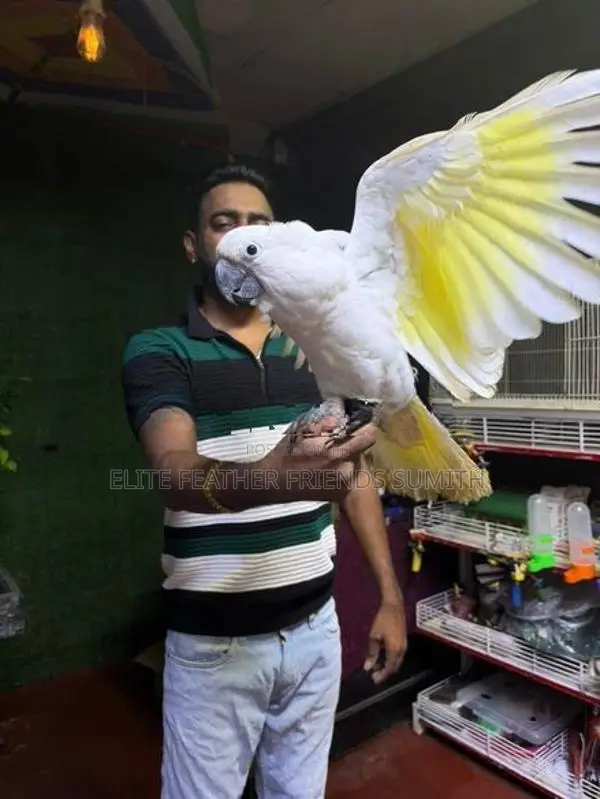 Umbrella Cockatoo Bird
