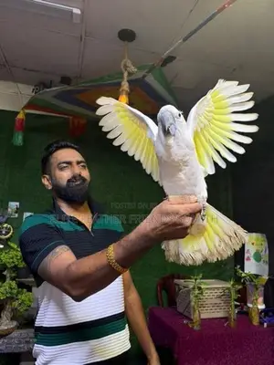Umbrella Cockatoo Bird