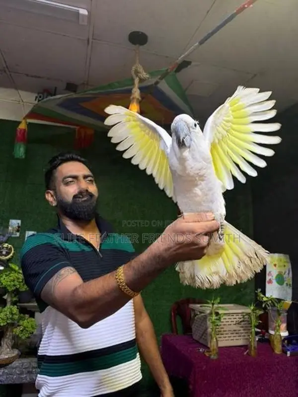 Umbrella Cockatoo Bird