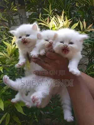 Persian Cat