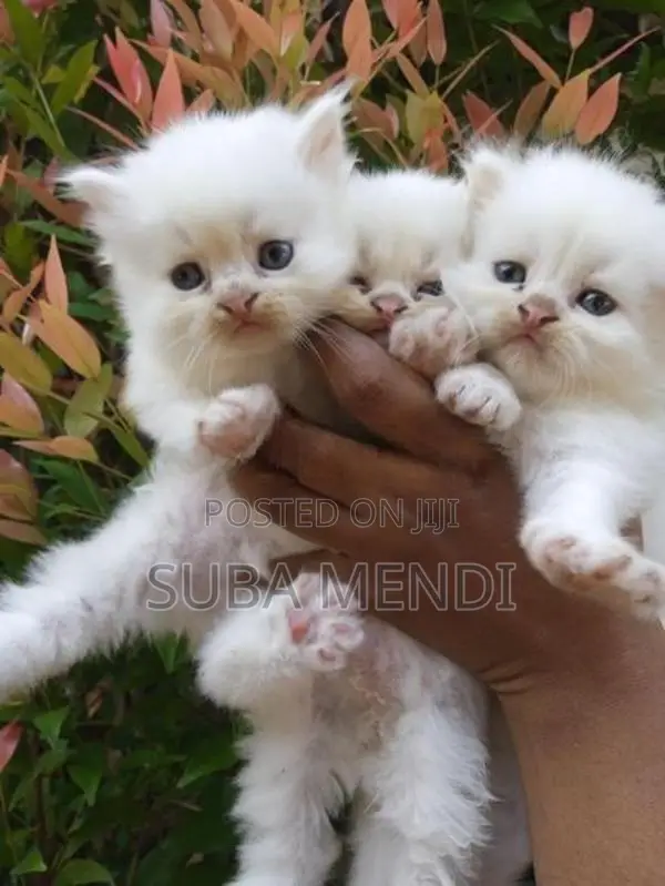 Persian Cat