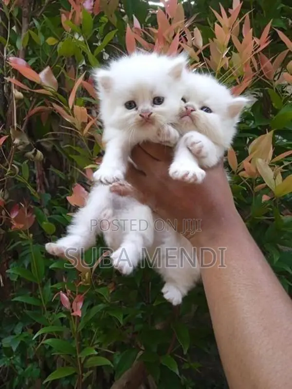 Persian Cat