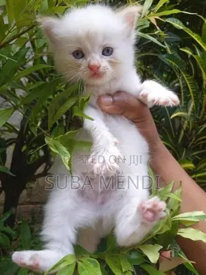 Persian Cat
