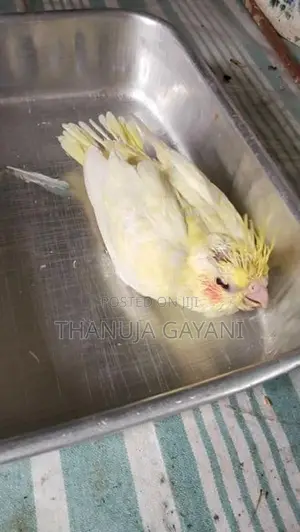 Baby Cockatiel
