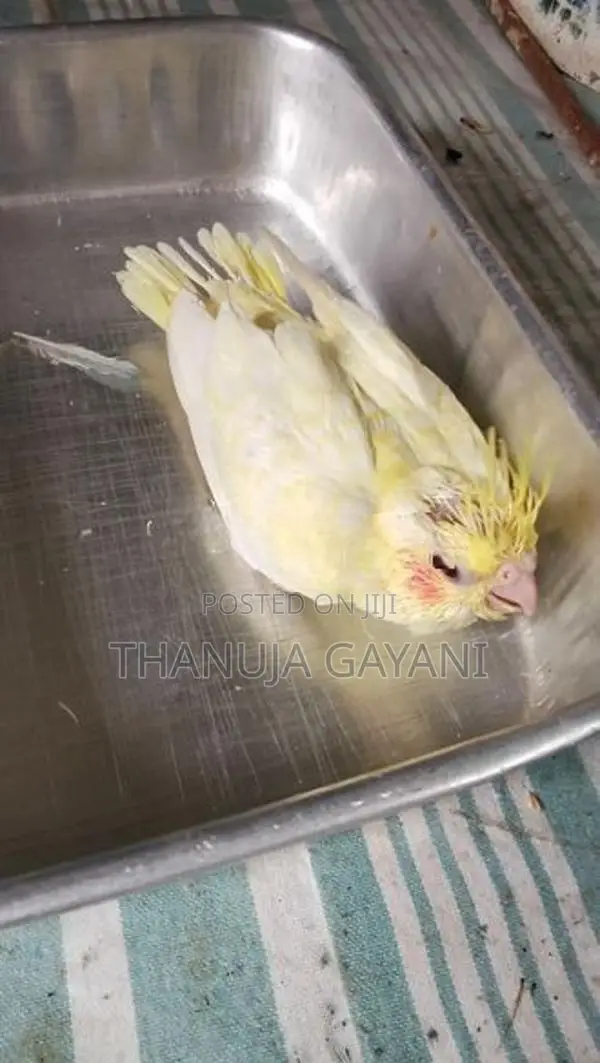 Baby Cockatiel