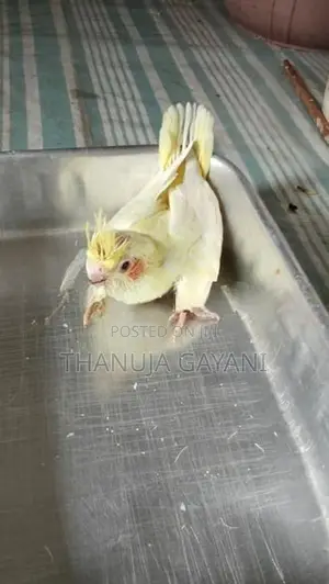 Baby Cockatiel