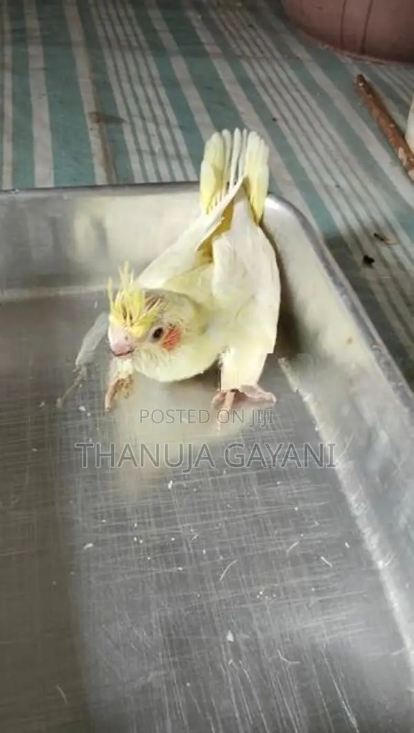 Baby Cockatiel