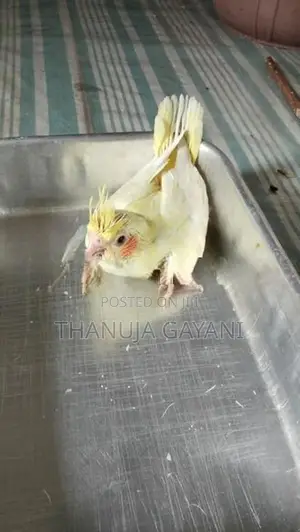 Baby Cockatiel