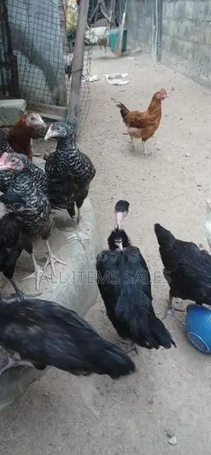தரமான கோழிகள்