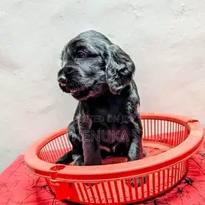English Cocker Spaniel