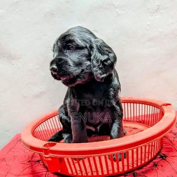 English Cocker Spaniel