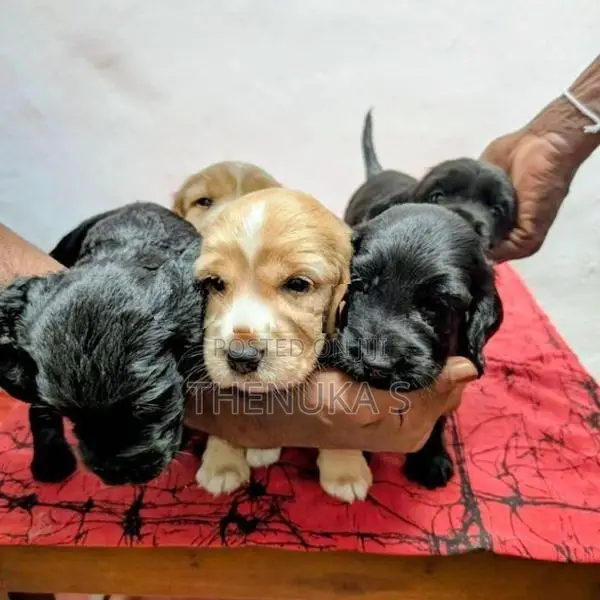 English Cocker Spaniel