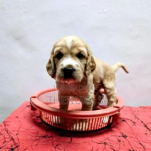 English Cocker Spaniel