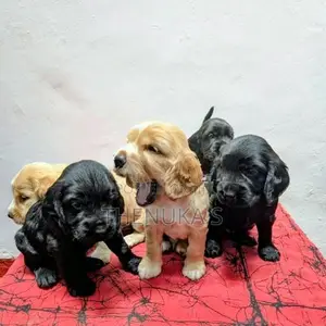 English Cocker Spaniel