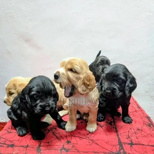 English Cocker Spaniel