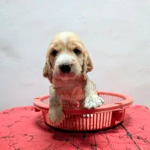 English Cocker Spaniel