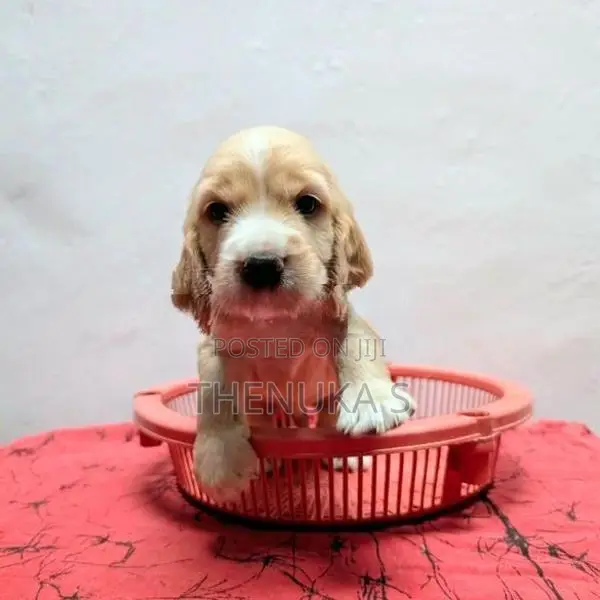 English Cocker Spaniel