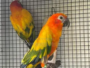 Sunconur