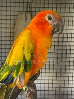 Sunconur