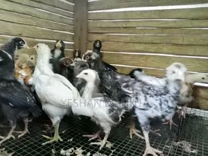 ගම් කුකුල් පැටවුන්