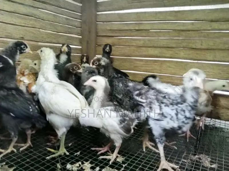 ගම් කුකුල් පැටවුන්
