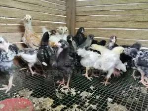 ගම් කුකුල් පැටවුන්