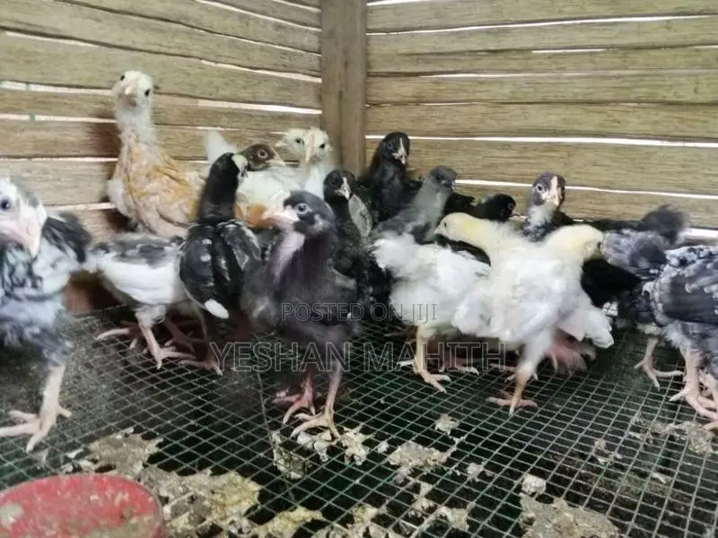 ගම් කුකුල් පැටවුන්
