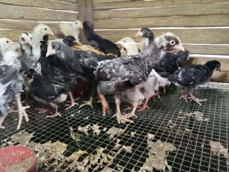 ගම් කුකුල් පැටවුන්