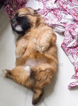 Shih Tzu Puppies