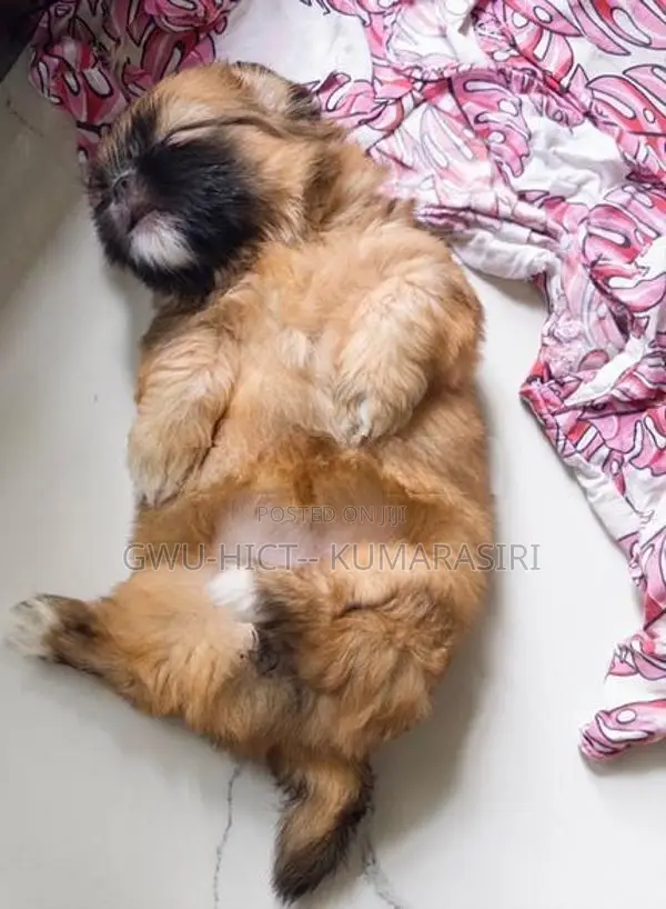 Shih Tzu Puppies