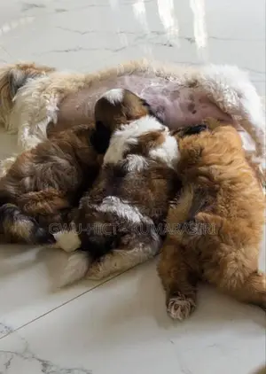 Shih Tzu Puppies