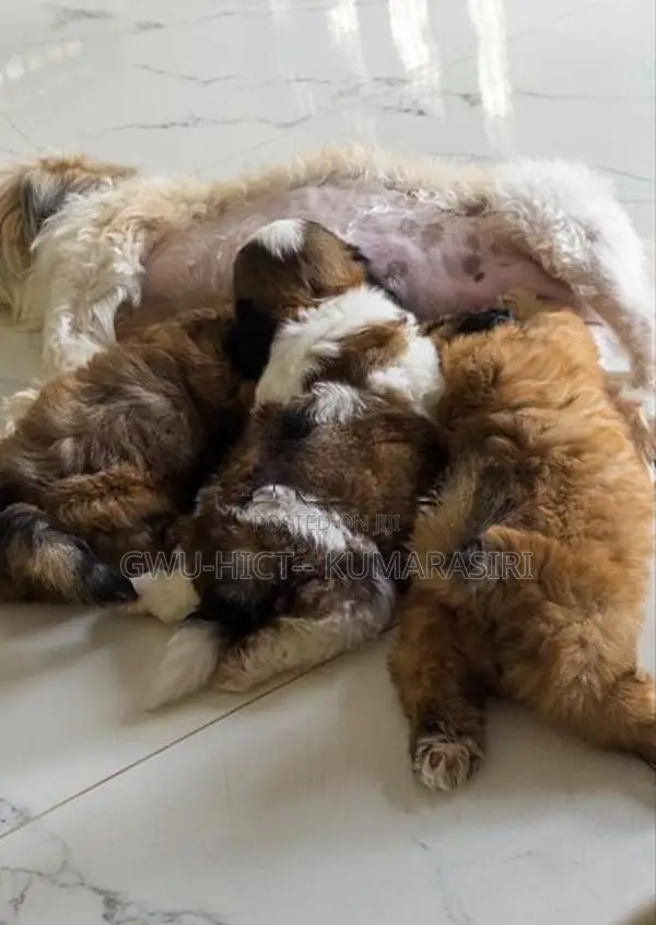 Shih Tzu Puppies