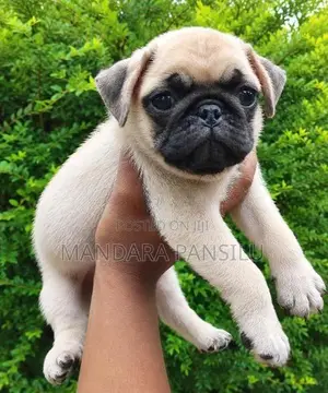 Pug Puppies