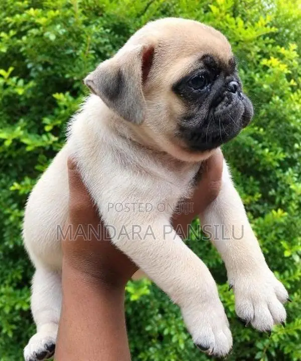 Pug Puppies