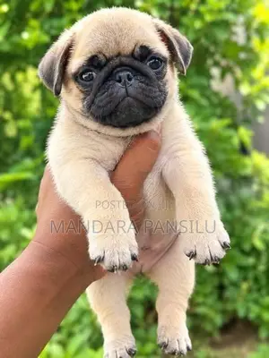 Pug Puppies