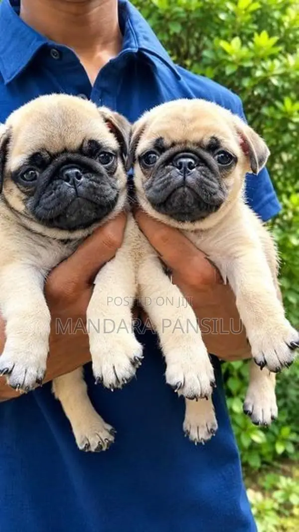Pug Puppies