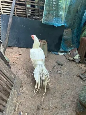 Parrot Beak Long Tail Aseel - Poultry