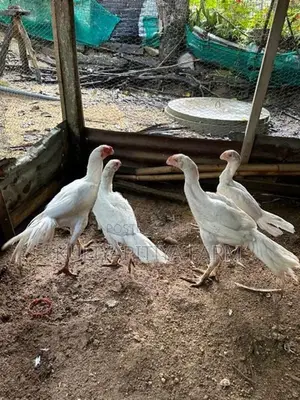Parrot Beak Long Tail Aseel - Poultry