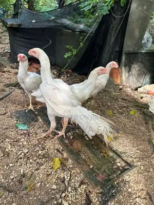 Parrot Beak Long Tail Aseel - Poultry