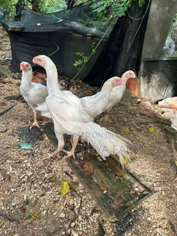 Parrot Beak Long Tail Aseel - Poultry