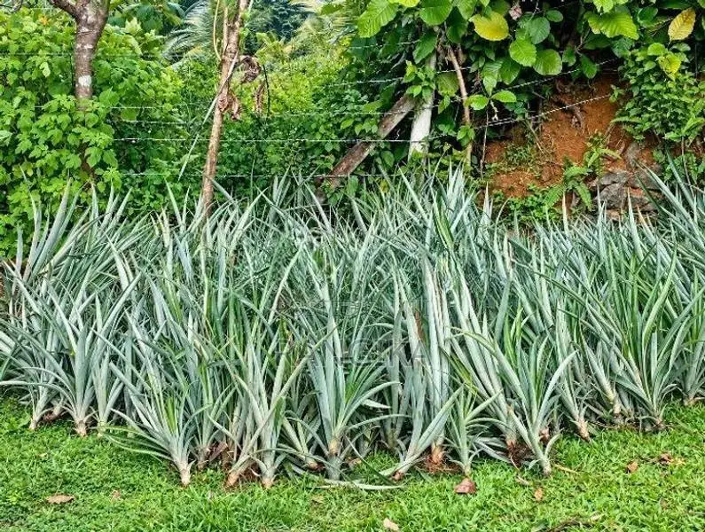 අන්නාසි පැළ