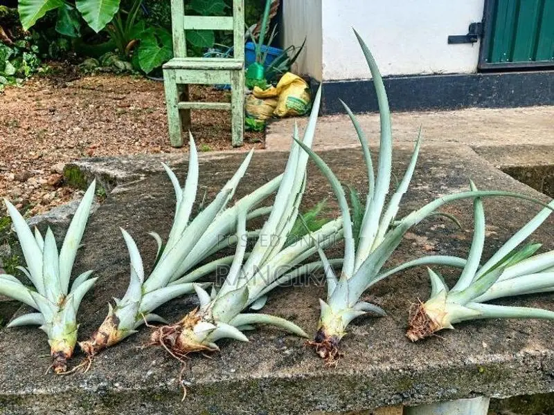 අන්නාසි පැළ