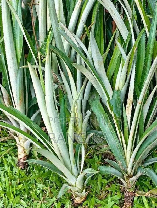 අන්නාසි පැළ