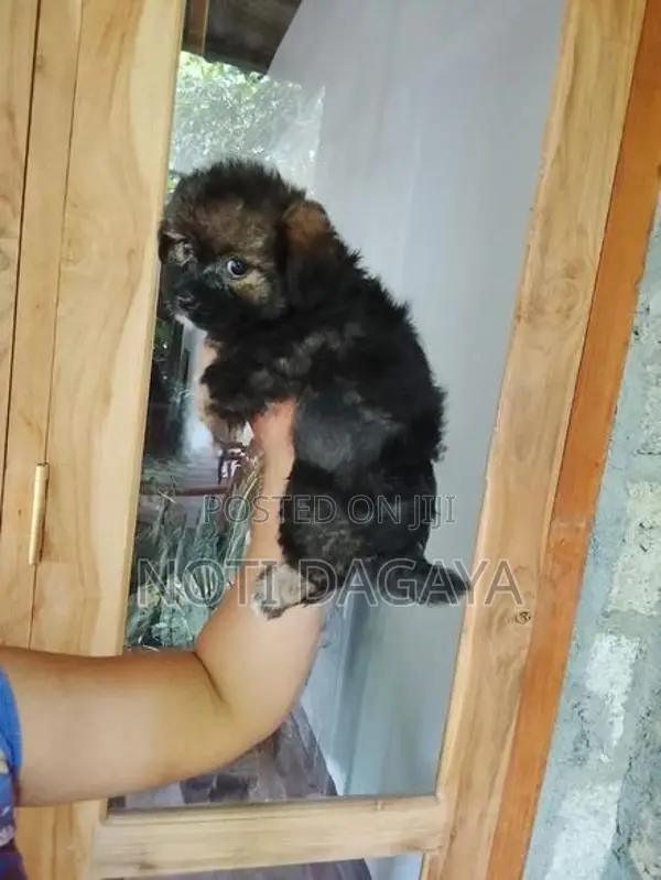 Pomeranian Puppies