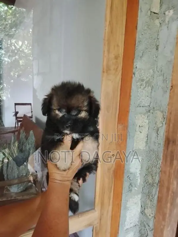 Pomeranian Puppies