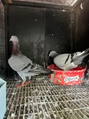Racing Homer Pigeon