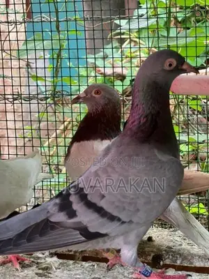Racing Homer Pigeon